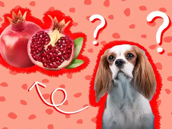 Can Dogs Eat Pomegranate?