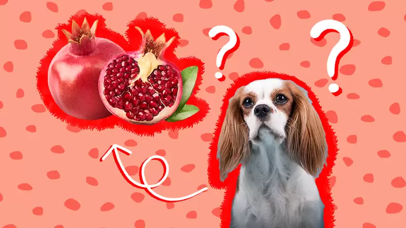 Can Dogs Eat Pomegranate?