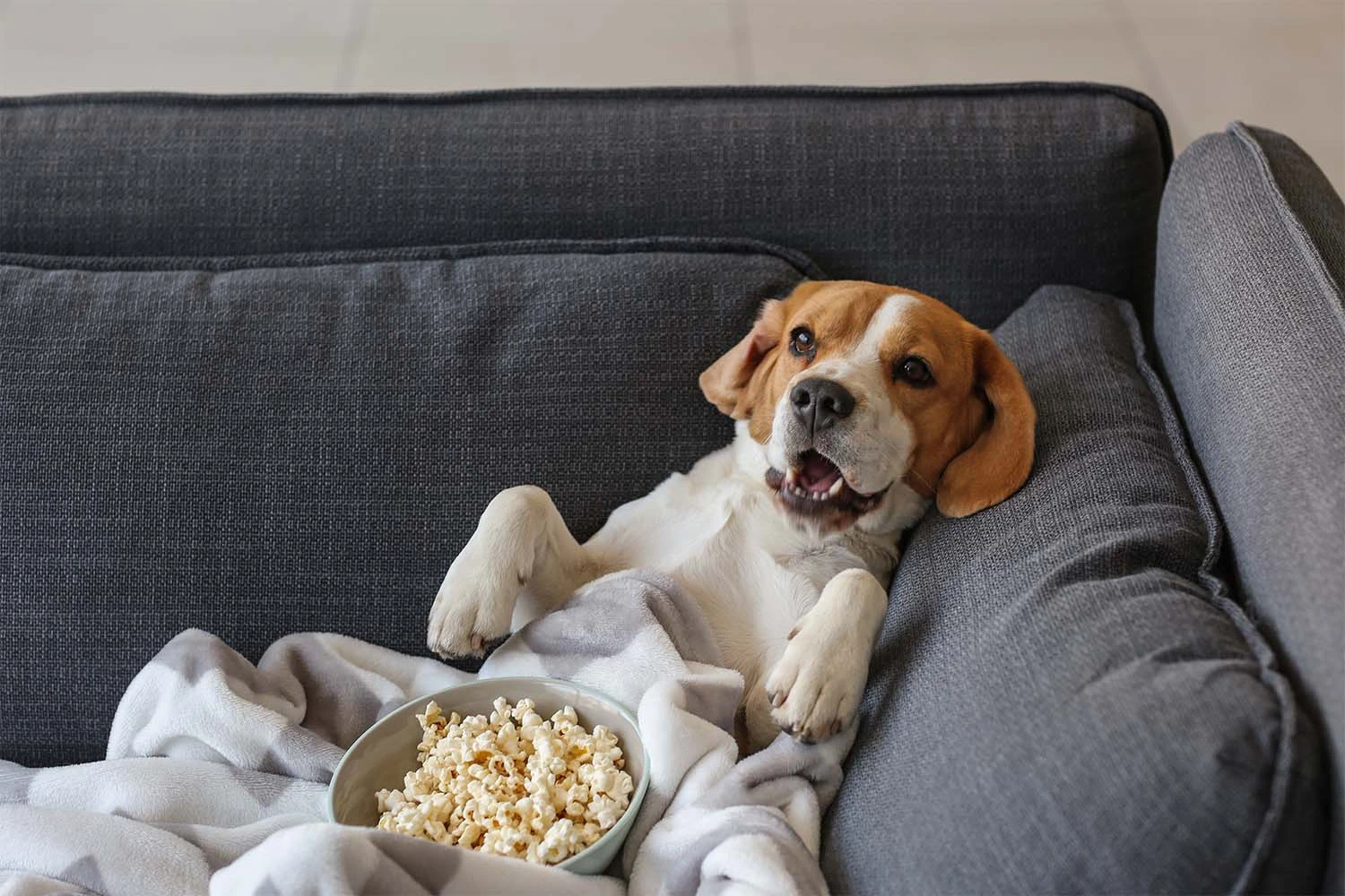 Can Dogs Eat Popcorn?