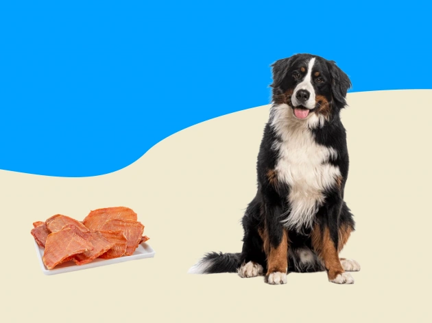 Can Dogs Eat Pork?