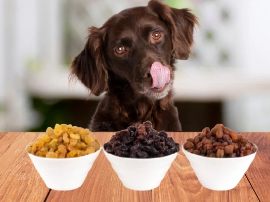 Can Dogs Eat Raisins?