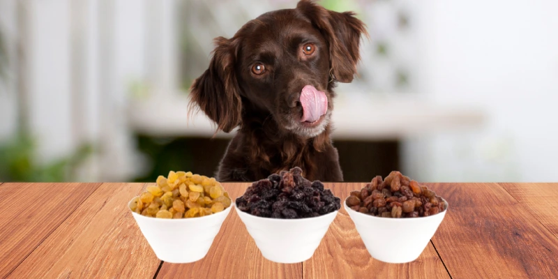 Are raisins good for dogs best sale