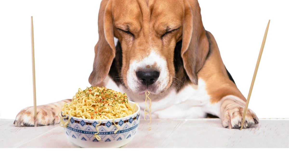 Can Dogs Eat Ramen Noodles?