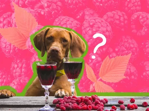 Can Dogs Eat Raspberries and Blackberries?