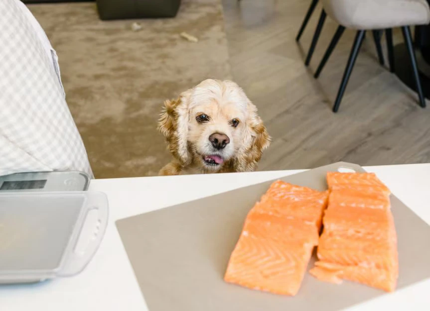 Can Dogs Eat Salmon?