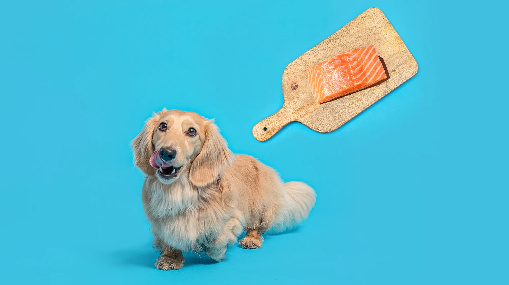 Can Dogs Eat Salmon Skin?