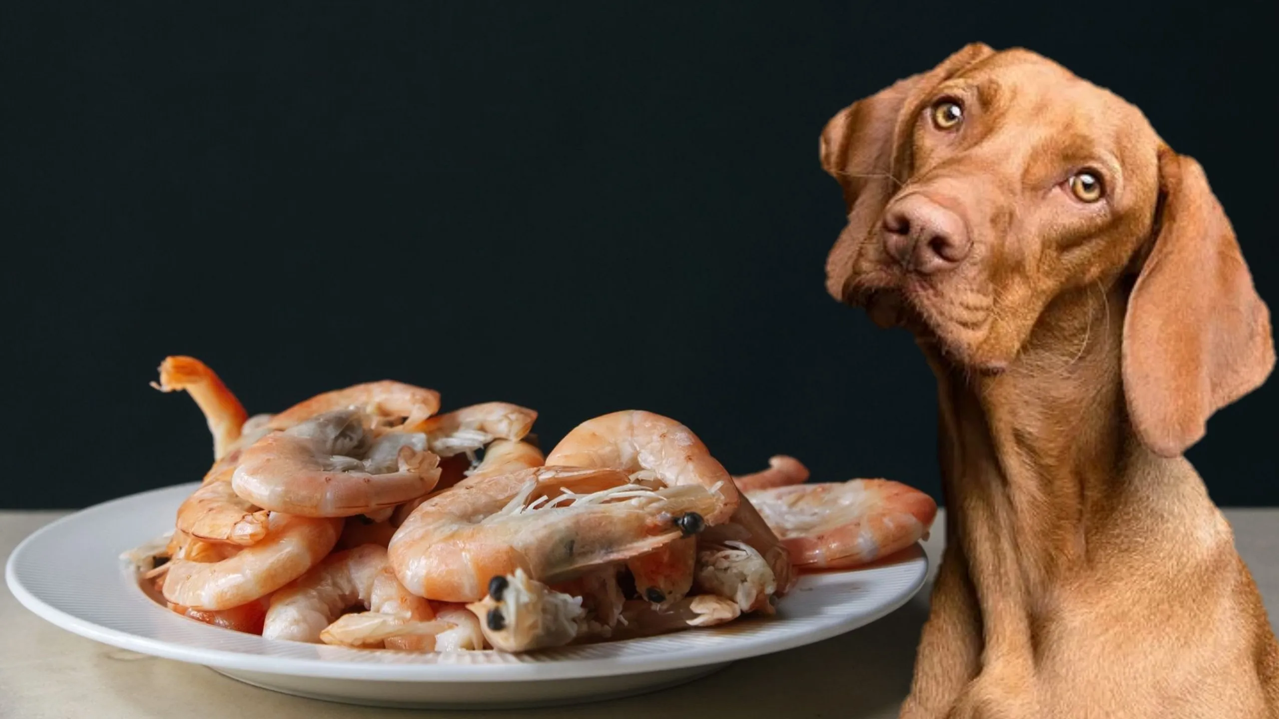 Can Dogs Eat Shrimp?