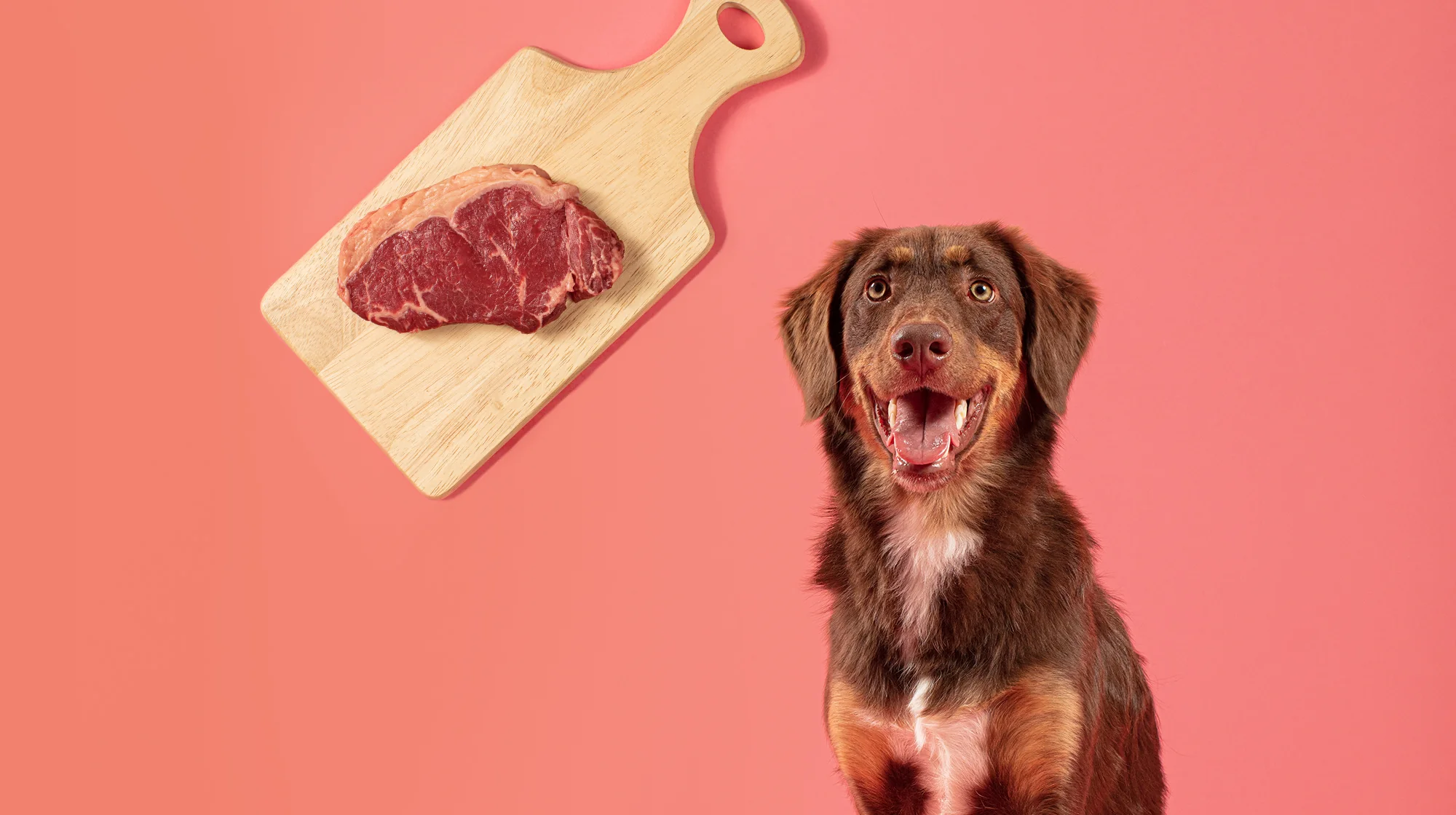 Can Dogs Eat Steak?