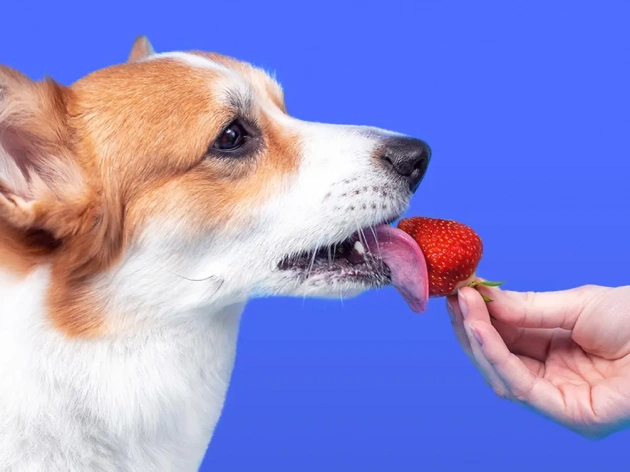 Can Dogs Eat Strawberries?