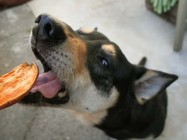 Can Dogs Eat Sweet Potatoes?