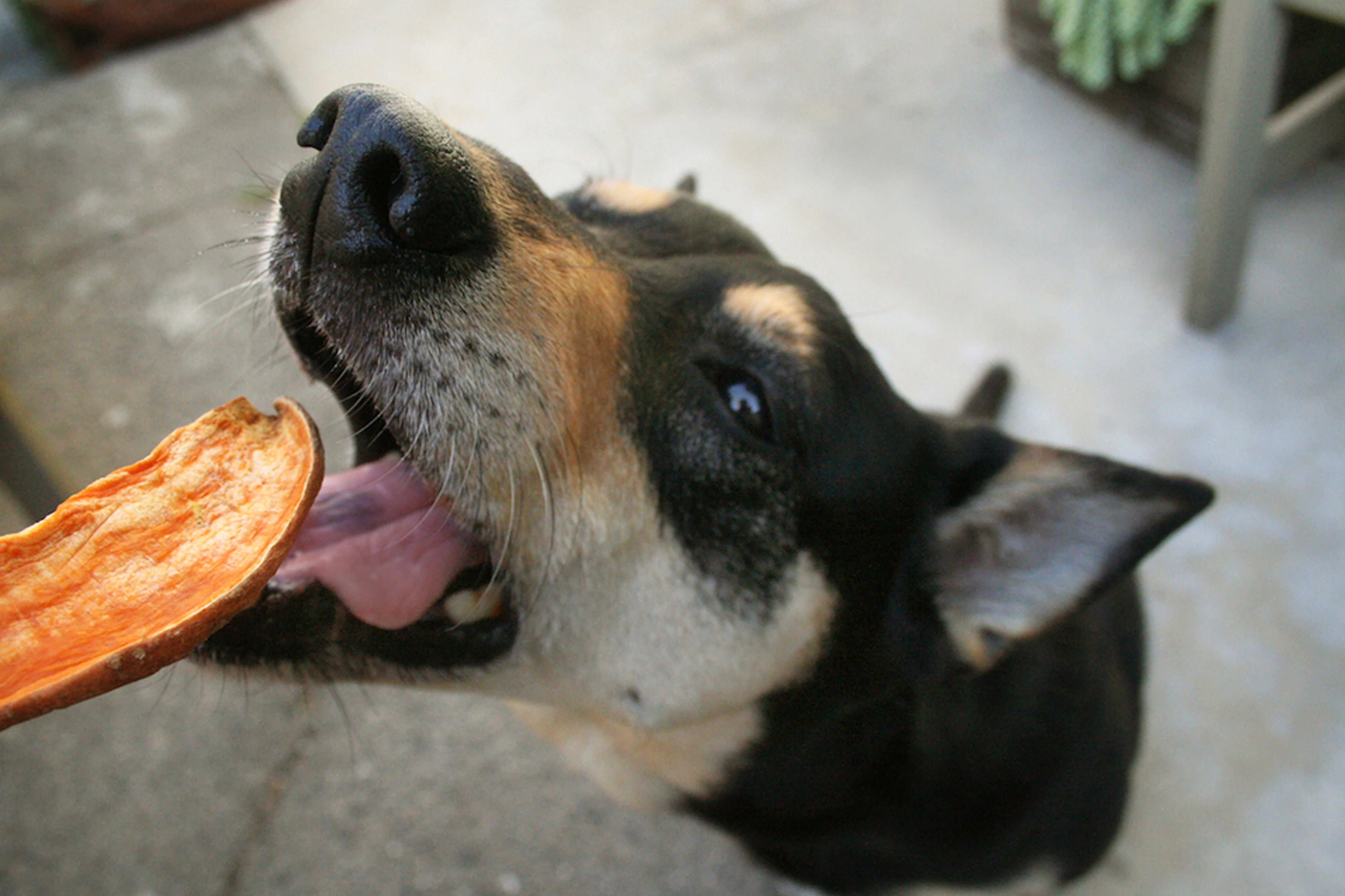 Can Dogs Eat Sweet Potatoes?