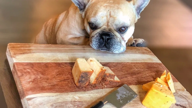 Can Dogs Eat Swiss Cheese?