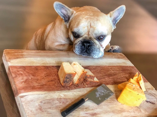 Can Dogs Eat Swiss Cheese?