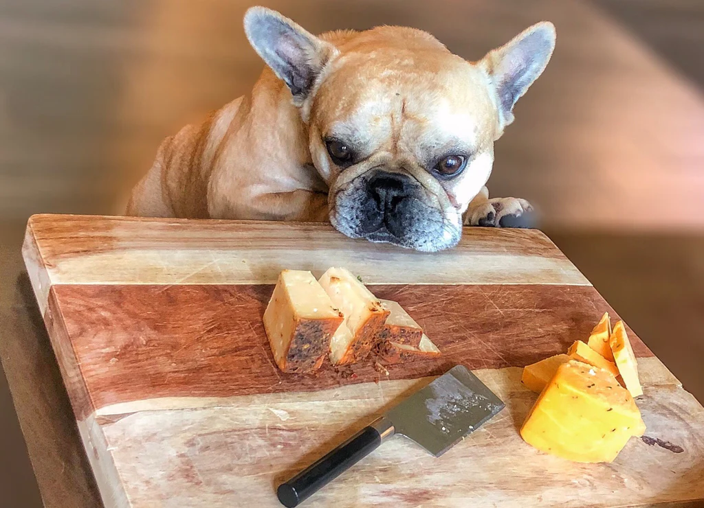 Can Dogs Eat Swiss Cheese?