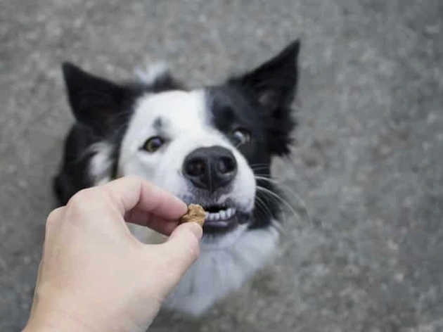 Can Dogs Eat Teddy Grahams?