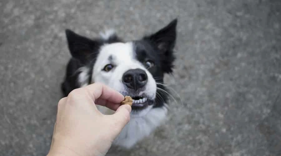 Can Dogs Eat Teddy Grahams?