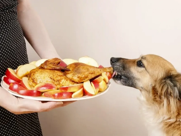Can Dogs Eat Turkey?