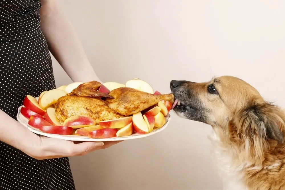 Can Dogs Eat Turkey?