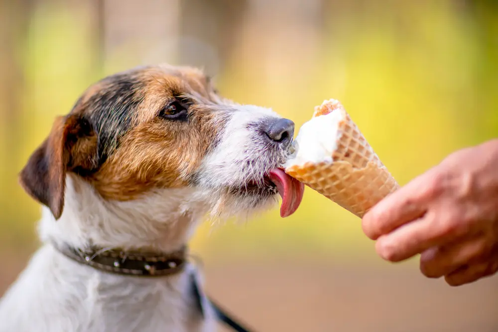 Can Dogs Eat Vanilla?