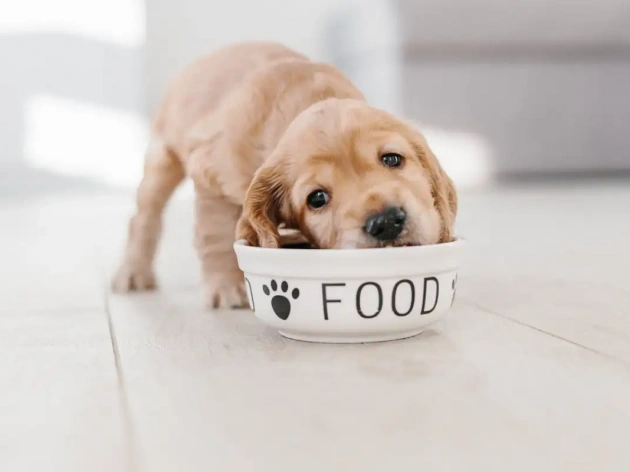 Can Dogs Eat Watercress?