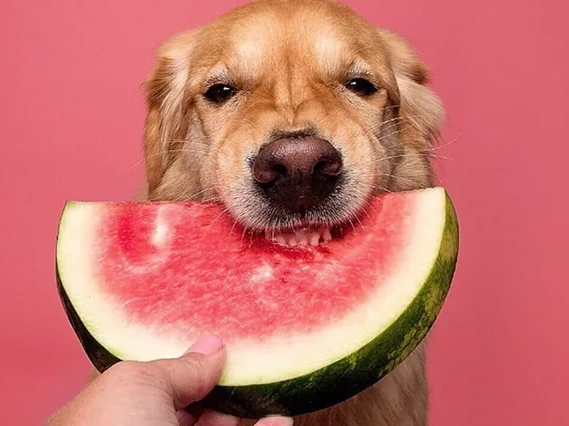 Can Dogs Eat Watermelon?