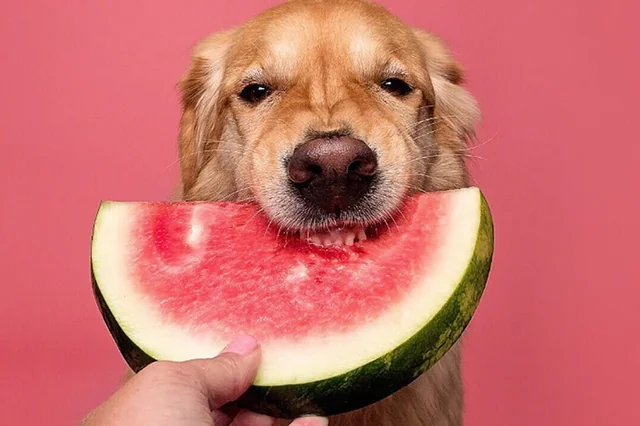 Can Dogs Eat Watermelon?