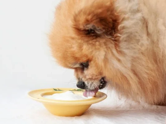 Can Dogs Eat Yogurt?
