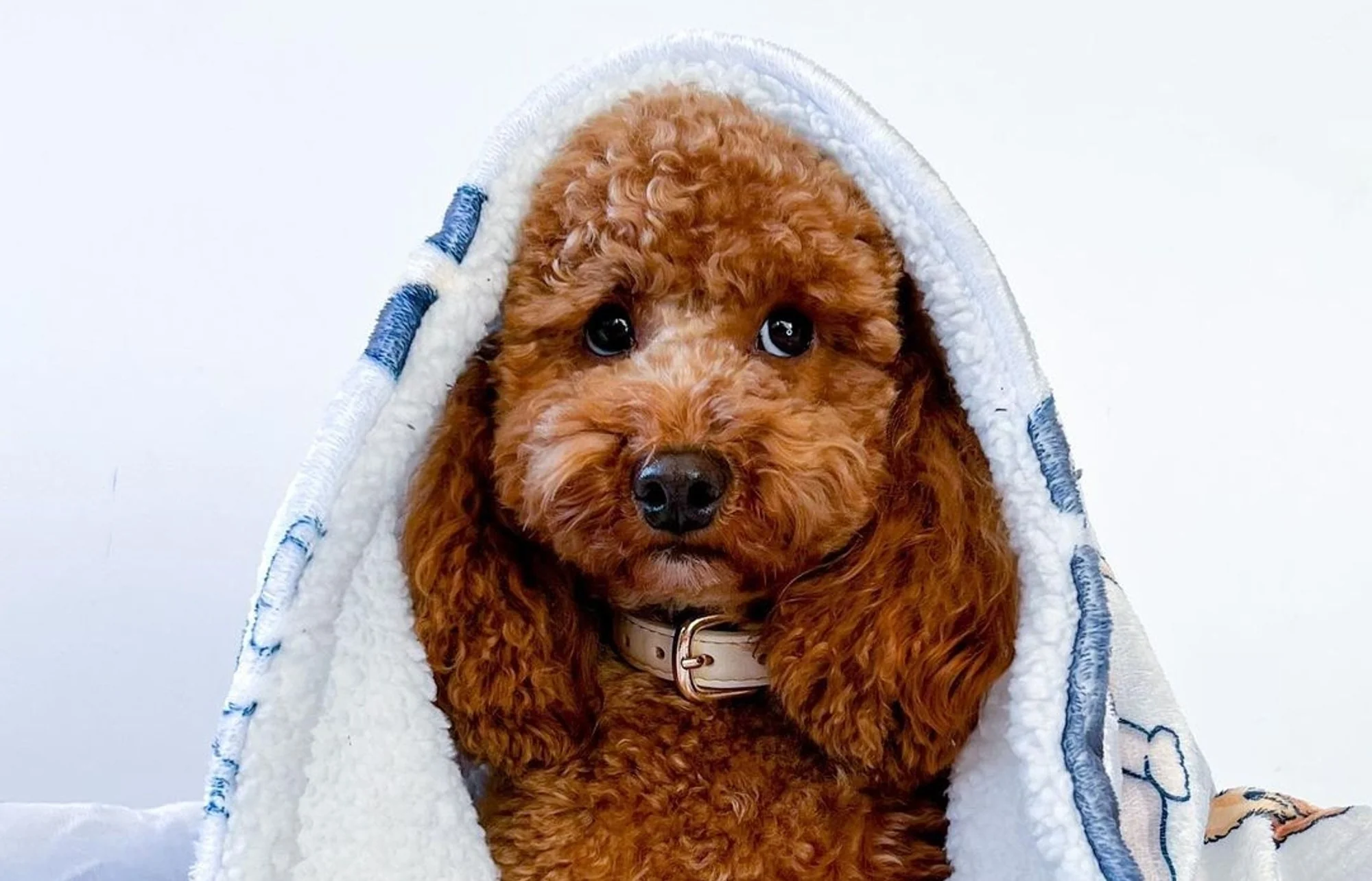 Can Dogs Get Colds?