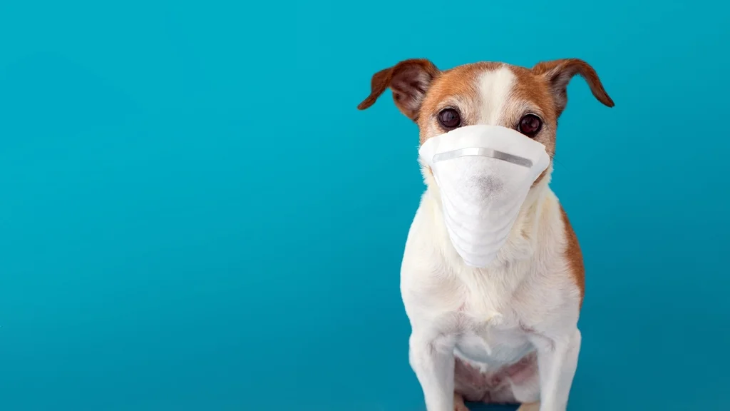 Can Dogs Get COVID?