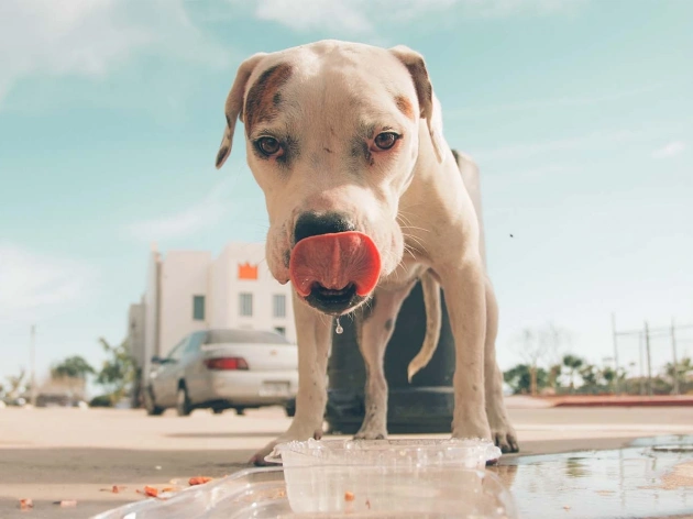 Can Dogs Get Hiccups?