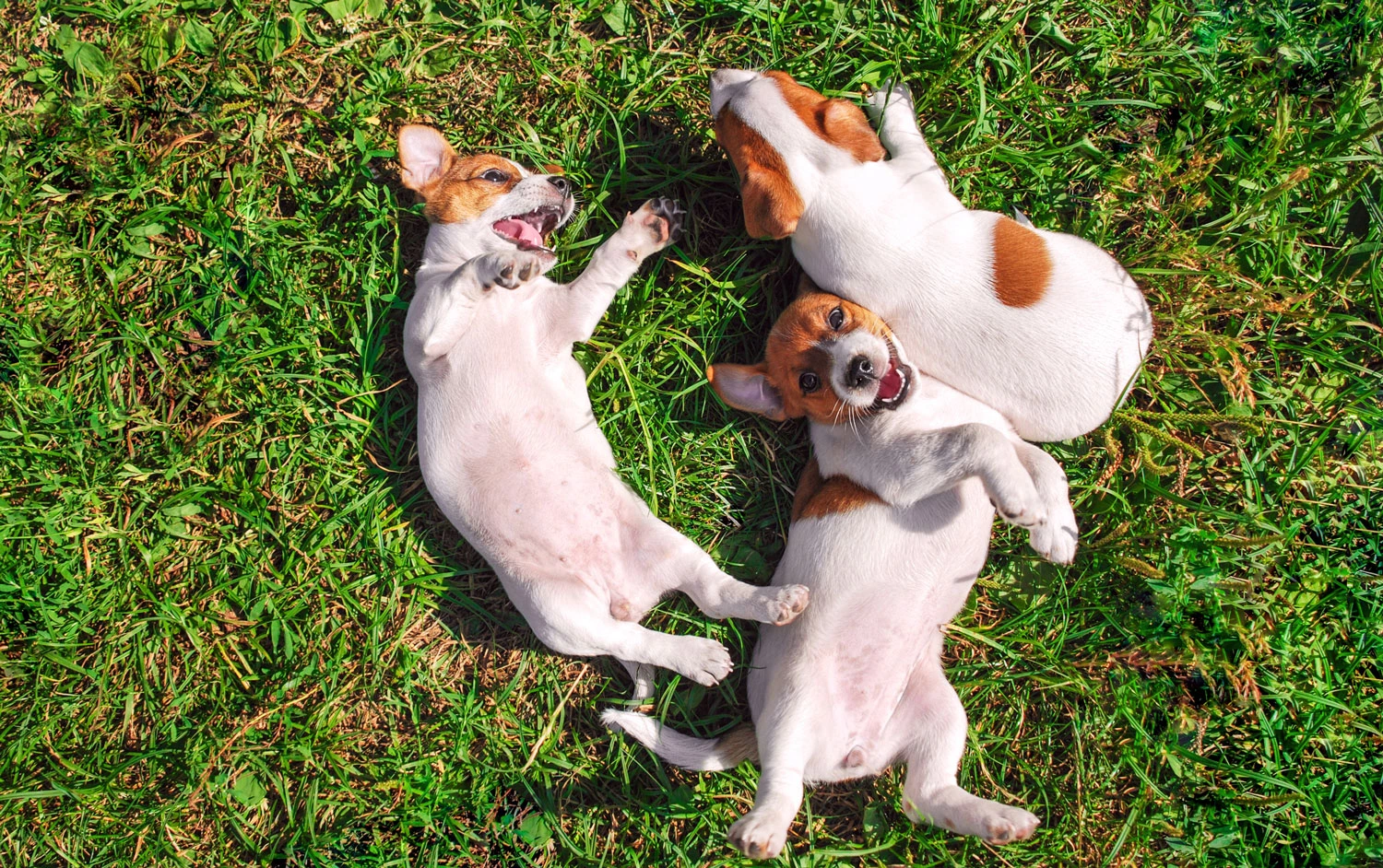 Can Dogs Get Sunburn?