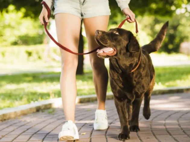 Can Dogs Get Too Much Exercise?