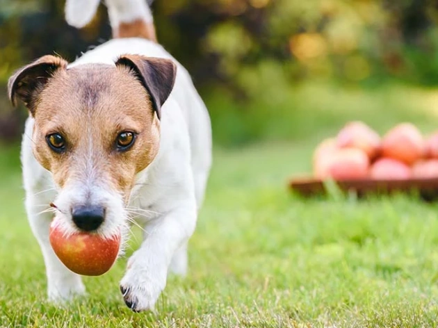 Can Dogs Have Apples?