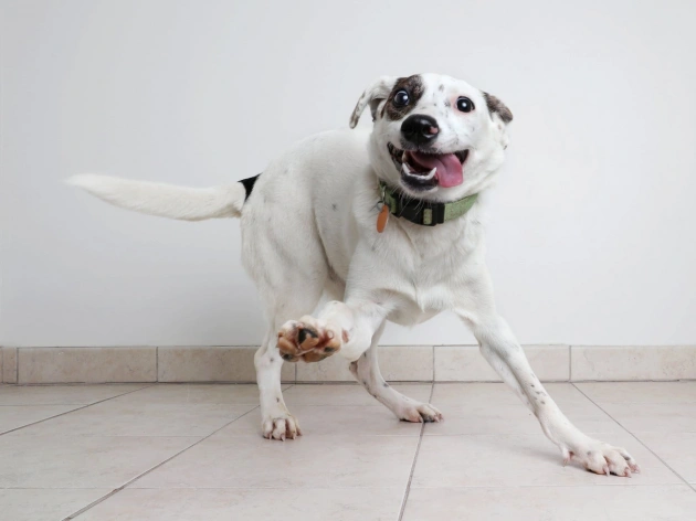Can Dogs Have Autism?