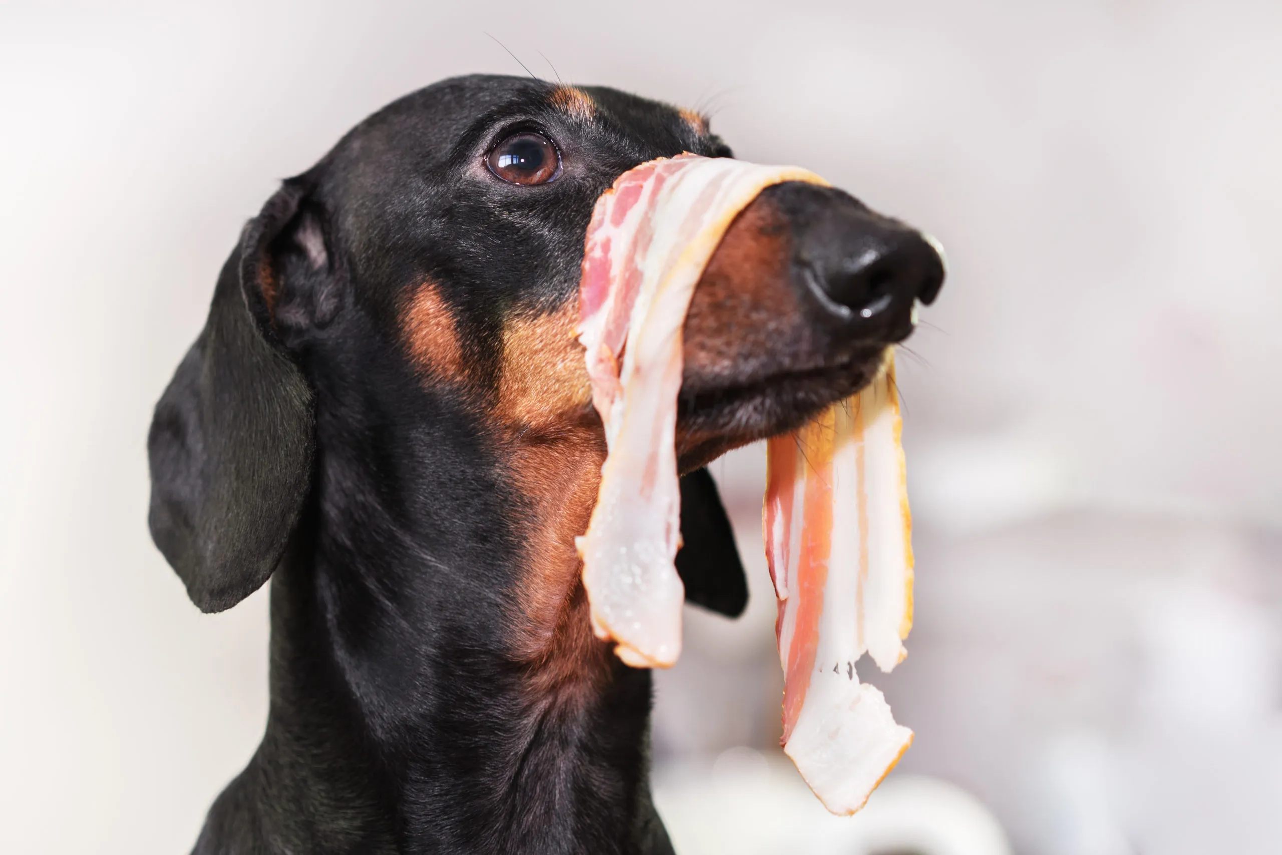 Is bacon fat bad for dogs hotsell