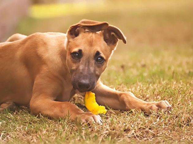 Can Dogs Have Bell Peppers?