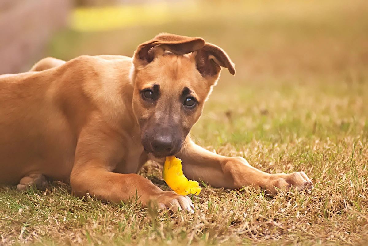 Can Dogs Have Bell Peppers?