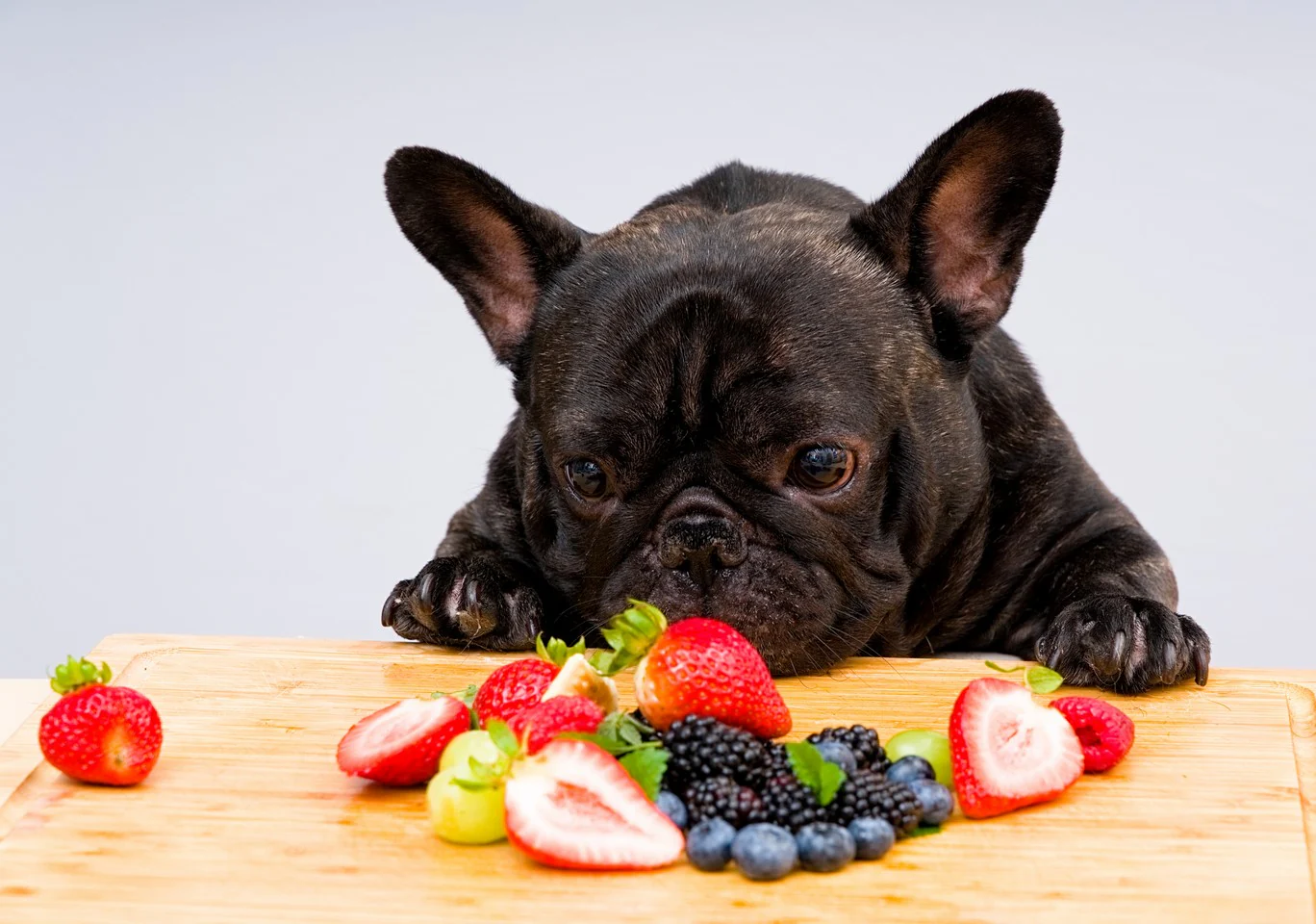 Can Dogs Have Blackberries?