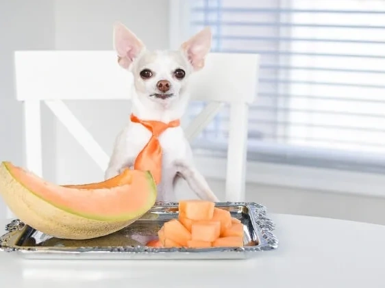 Can Dogs Have Cantaloupe?