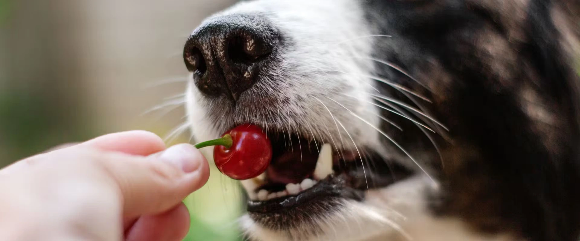 Can Dogs Have Cherries?