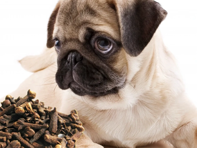 Can Dogs Have Cloves?