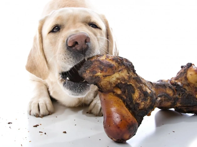 Can Dogs Have Cooked Rib Bones?