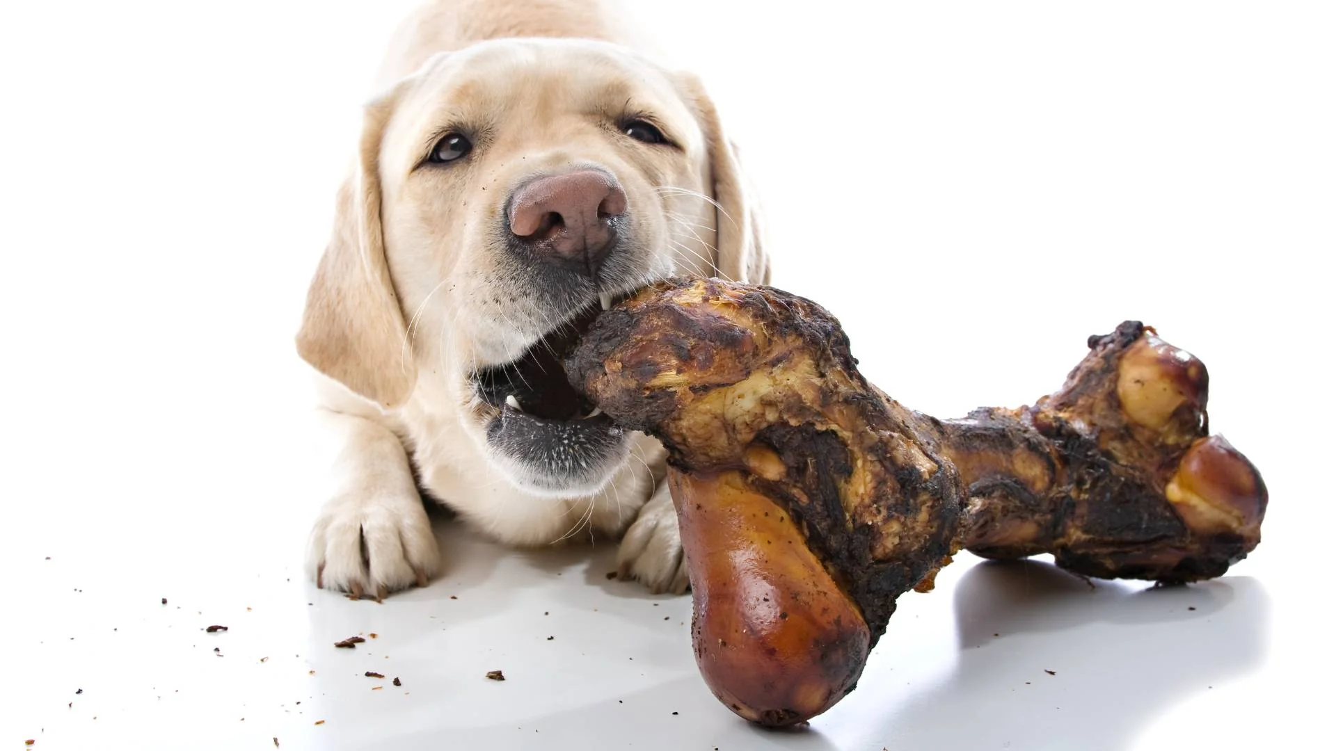 Can Dogs Have Cooked Rib Bones Dogsy.ie