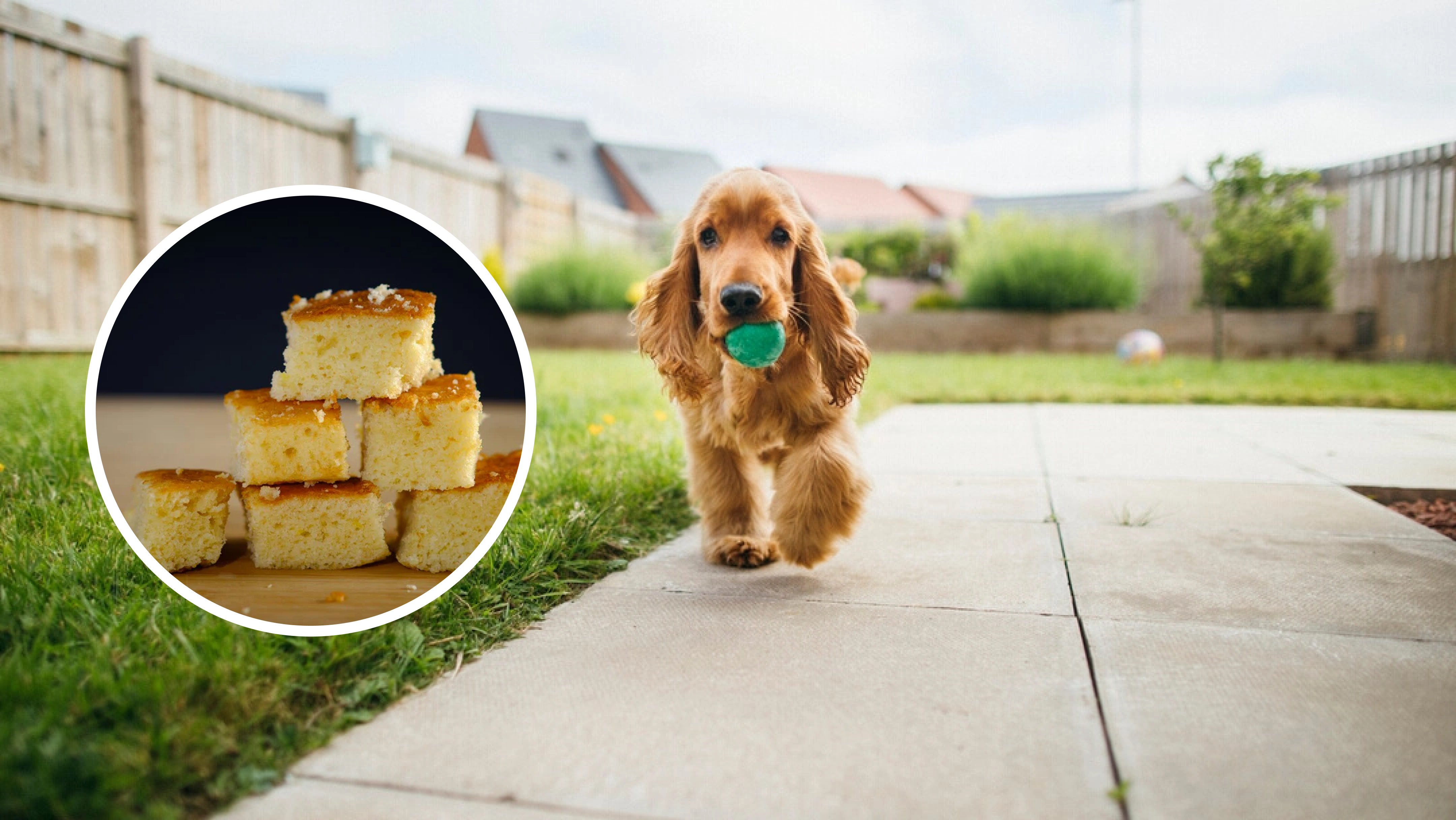 Can Dogs Have Cornbread?