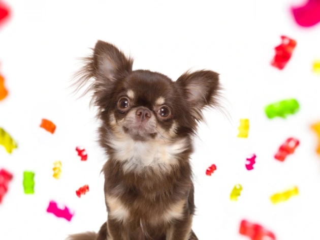 Can Dogs Have Gummy Bears?