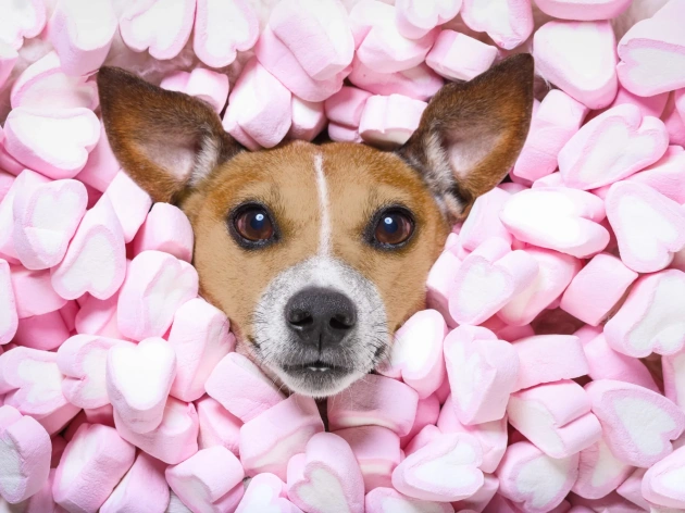 Can Dogs Have Marshmallows?