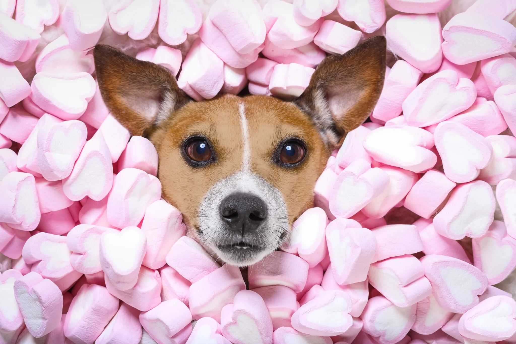 Can Dogs Have Marshmallows? - Dogsy.ie