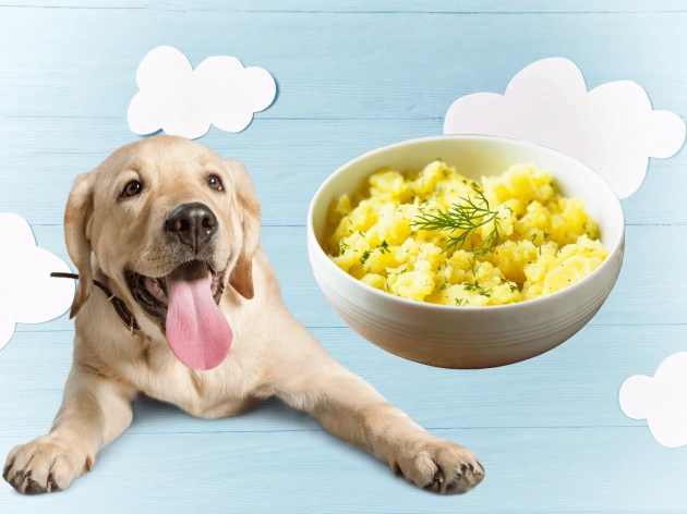 Can Dogs Have Mashed Potatoes?