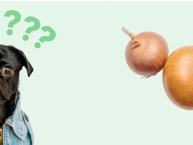 Can Dogs Have Onions?