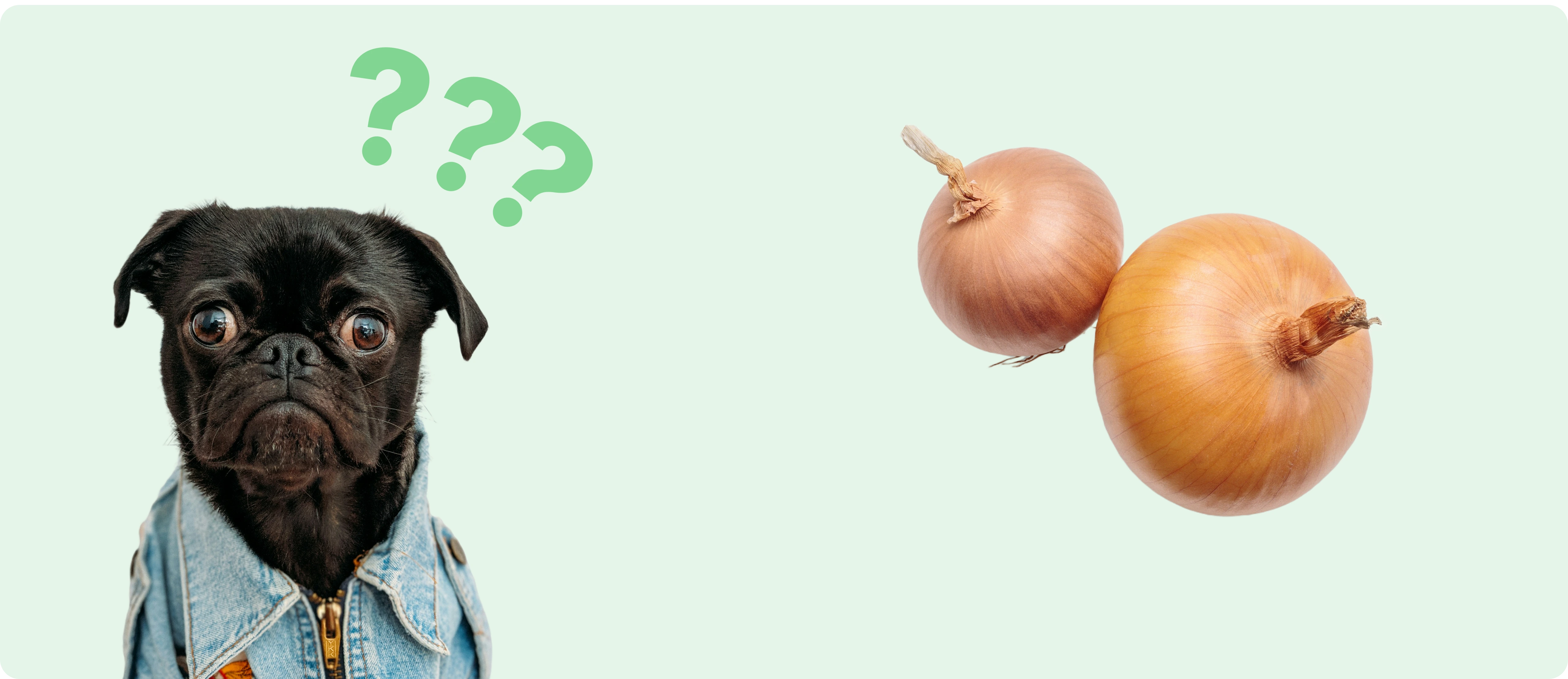 Is onion harmful to dogs hotsell